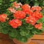 Geranium Golden Dense Ball-shaped Big Blooms Bonsai Flowers 10 PCS Seeds