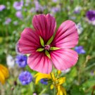 Beautiful Malope Trifida Flower 30 PCS Seeds