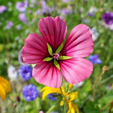 Beautiful Malope Trifida Flower 30 PCS Seeds