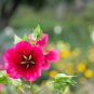 Beautiful Malope Trifida Flower 30 PCS Seeds