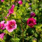Beautiful Malope Trifida Flower 30 PCS Seeds