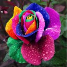 20 Colors Rose Shrub Flower 50 PCS Seeds 20 Colors Rose Shrub Flower 50 PCS Seeds