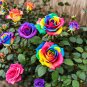 20 Colors Rose Shrub Flower 50 PCS Seeds