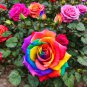 20 Colors Rose Shrub Flower 50 PCS Seeds