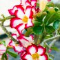 Adenium Dark Red & White Flower 2 PCS Seeds