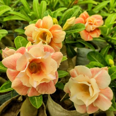 Adenium Golden Wavy Petals with Light Pink Edge Flower 2 PCS Seeds