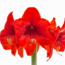 Amaryllis Chinese Bonsai Amarilis Planting 100 PCS Seeds