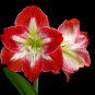 Amaryllis Flower 100 PCS Seeds