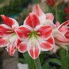 Amaryllis Red Lion 1 PCS Seeds Amaryllis Red Lion 1 PCS Seeds