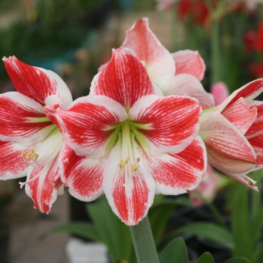 Amaryllis Red Lion 1 PCS Seeds