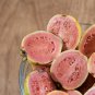 Apple Guava (Psidium Guajava) 20 PCS Seeds