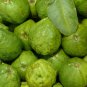 Apple Guava (Psidium Guajava) 20 PCS Seeds