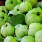 Apple Guava (Psidium Guajava) 20 PCS Seeds
