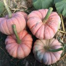 New Pink Pumpkin Vegetables 10 PCS Seeds