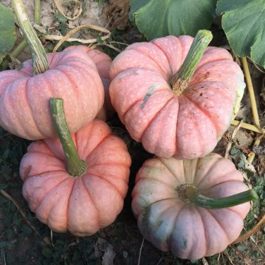 New Pink Pumpkin Vegetables 10 PCS Seeds