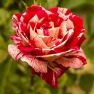 New Pink Rose Red Strip Shrub Flower 50 PCS Seeds