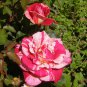 New Pink Rose Red Strip Shrub Flower 50 PCS Seeds