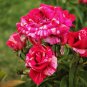 New Pink Rose Red Strip Shrub Flower 50 PCS Seeds