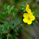 New Potentilla Fruticosa 100 PCS Seeds New Potentilla Fruticosa 100 PCS Seeds