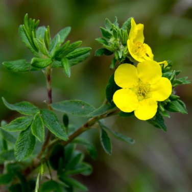 New Potentilla Fruticosa 100 PCS Seeds