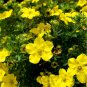 New Potentilla Fruticosa 100 PCS Seeds