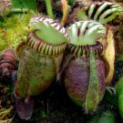 New Potted blue Cephalotus follicularis 100 PCS Seeds
