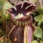 New Potted blue Cephalotus follicularis 100 PCS Seeds
