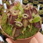 New Potted blue Cephalotus follicularis 100 PCS Seeds