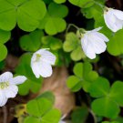 Rainbow Oxalis Wood Sorrel Flower 100 PCS Seeds