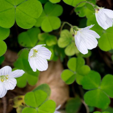 Rainbow Oxalis Wood Sorrel Flower 100 PCS Seeds