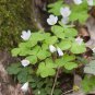 Rainbow Oxalis Wood Sorrel Flower 100 PCS Seeds