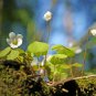 Rainbow Oxalis Wood Sorrel Flower 100 PCS Seeds