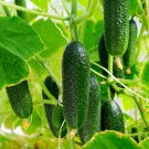 Short Green Cucumber Organic 20 PCS Seeds