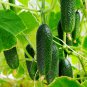 Short Green Cucumber Organic 20 PCS Seeds