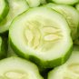 Short Green Cucumber Organic 20 PCS Seeds