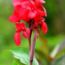 True Canna Lily Flower Potted Bonsai 20 PCS Seeds