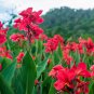 True Canna Lily Flower Potted Bonsai 20 PCS Seeds