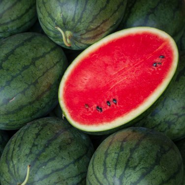 Zhengzha No.5 Big Long Red Watermelon 40 PCS Seeds