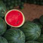 Zhengzha No.5 Big Long Red Watermelon 40 PCS Seeds