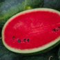 Zhengzha No.5 Big Long Red Watermelon 40 PCS Seeds