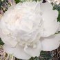 'Caifeng' Pinkish White Peony 5 PCS Seeds