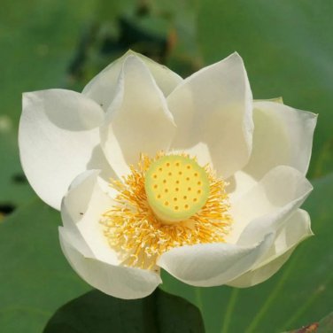 Nelumbo nucifera Woo-wall Lotus White Big Blooming Flower 5 PCS Seeds