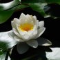 Nelumbo nucifera Woo-wall Lotus White Big Blooming Flower 5 PCS Seeds