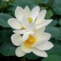 Nelumbo nucifera Woo-wall Lotus White Big Blooming Flower 5 PCS Seeds