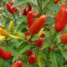 Hot Chili Peppers 60 PCS Seeds