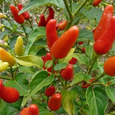 Hot Chili Peppers 60 PCS Seeds