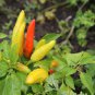 Hot Chili Peppers 60 PCS Seeds