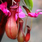 Multifarious Nepenthes Carnivorous Plant Mixed 9 Types 200 PCS Seeds