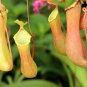 Multifarious Nepenthes Carnivorous Plant Mixed 9 Types 200 PCS Seeds