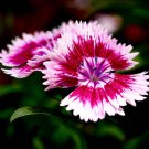 Multicolored Carnation Bonsai Potted Flowers Balcony Plant 100 PCS Seeds Multicolored Carnation Bonsai Potted Flowers Balcony Plant 100 PCS Seeds